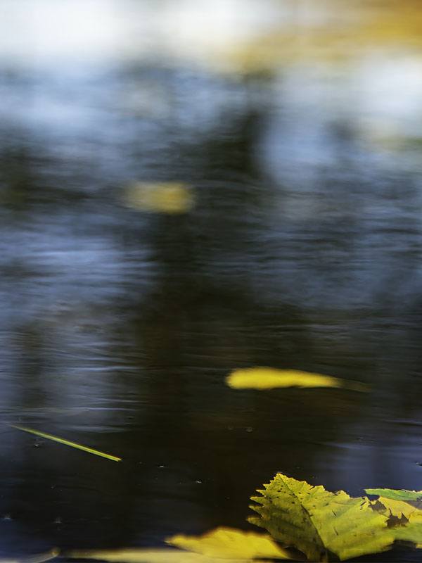 autumn leaves and water abstract