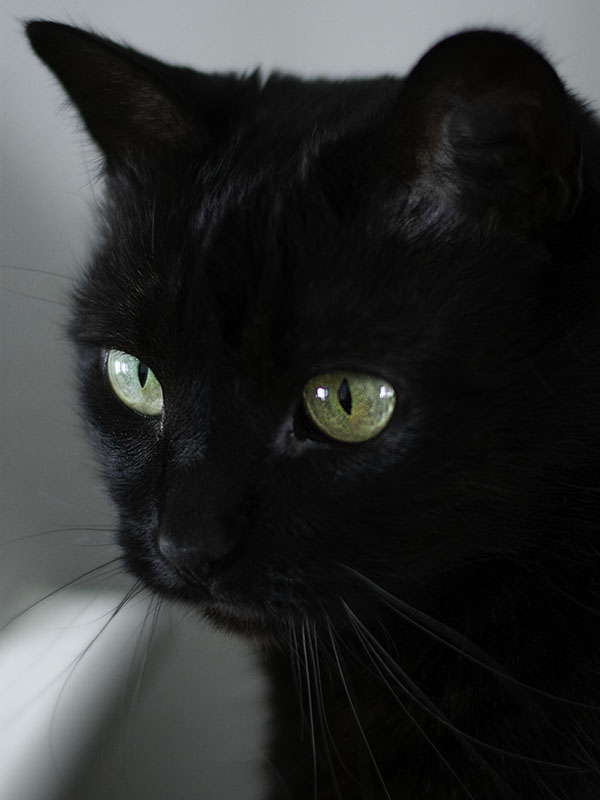 black cat with green eyes looking to the left