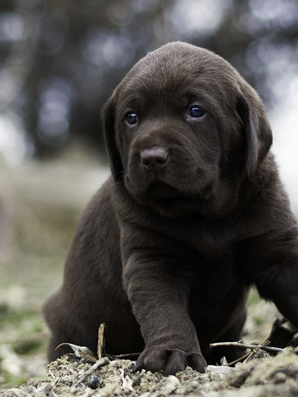 brown labrador puppy sitting outside in grass and dirt