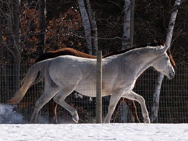Two horses galloping from left to right alongside a fence in snow